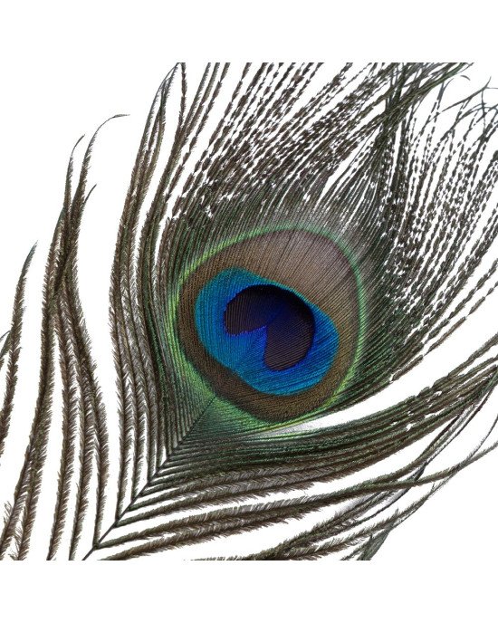 Лоскітка LOCKINK SEVANDA Natural Peacock Flirting Feather Tickler, перо павича