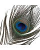 Лоскітка LOCKINK SEVANDA Natural Peacock Flirting Feather Tickler, перо павича